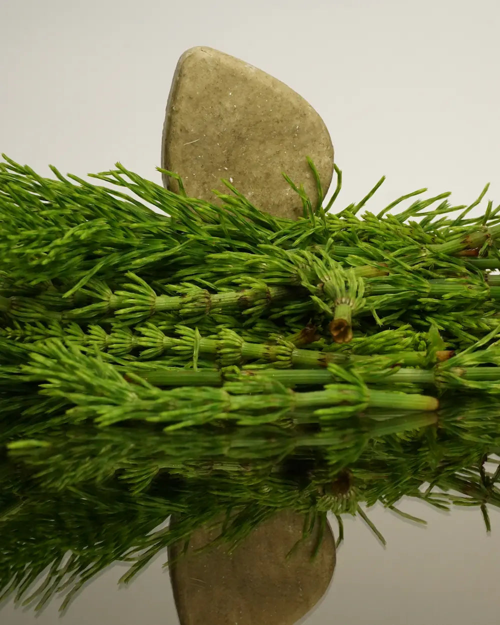 Shampoo Bar Balans & Diepe Reiniging (Mint & Heermoes)